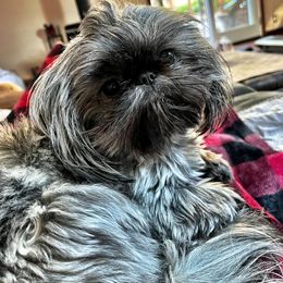 Bella - Shih Tzu