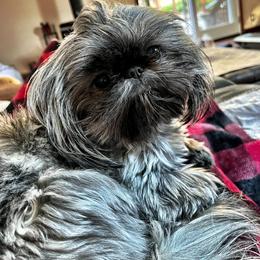 Bella - Shih Tzu