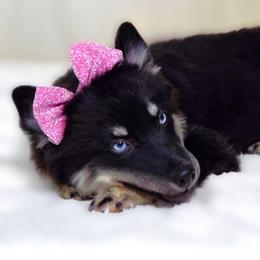 Mikayla - Black and white female Pomsky puppy in Orlando, Florida from Way too cute Pomskies