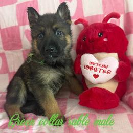 Green collar - Sable male German Shepherd puppy in Canterbury, Connecticut from Nachtwaechter German Shepherds, LLC