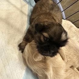 Reese - Brindle male Shih Tzu puppy in Boaz, Alabama from Happy Haven Farm