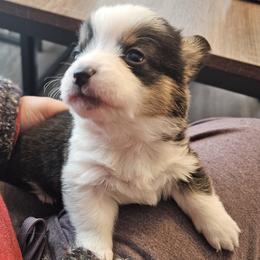 Hall - Black and tan female Pembroke Welsh Corgi puppy in Frontenac, Kansas from Holloway Corgis