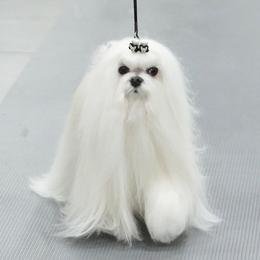 Tinky - Maltese