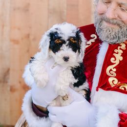 Mistletoe - Tri-color female Bernedoodle puppy in Spanish Fork, Utah from K Brand Doodles