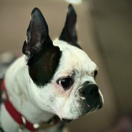 Boston Terriers from Wheelers Dash Dog Boston Terriers