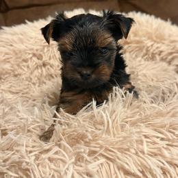 Girl 1 - Black and tan female Yorkshire Terrier puppy in Gatesville, Texas from Cuddles of Cuteness