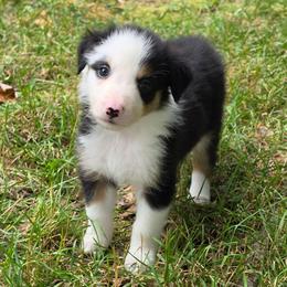 Maggie - Tri-color female Border Collie puppy in Watsontown, Pennsylvania from Kate Gresham