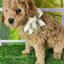 Cavapoo, Goldendoodle, and Labradoodle Puppies from Windy Hill Doodles