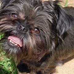 Ricky - Brussels Griffon