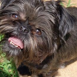 Ricky - Brussels Griffon