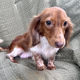 Fluffy - Dachshund