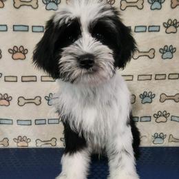 Grumpy Bear - Black and white male Tibetan Terrier puppy in Lane County, Oregon from Zara Tibetan Terriers