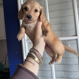 One and Only Girl - Cream female Dachshund puppy in Grandview, Texas from LF & Co Dachshunds