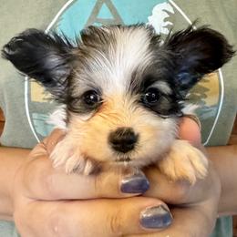 Sofiya - White black and tan female Papillon puppy in Boardman, Ohio from Taliaferro Kennel