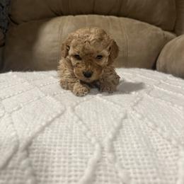 Washington - Apricot male Goldendoodle puppy in Graham, North Carolina from Geise Meadow Doodles