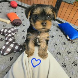 Yorkshire Terrier Puppies from Kathryn's Yorkies