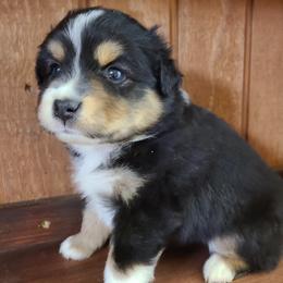 Miniature Australian Shepherd and Toy Australian Shepherd Puppies from Beasley Acres Aussies