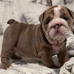 Stella - Lilac tri-color female Bulldog puppy in Cumming, Georgia from Happy Place Kennels