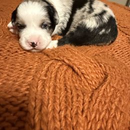 Blue Merle Female 2 - Blue merle female Miniature Australian Shepherd puppy in Washington, Indiana from Southern Indiana Mini Aussies
