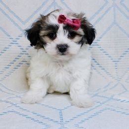 Jade - Brindle and white female Mal-Shi puppy in Morehead, Kentucky from Paw Perfect Pets