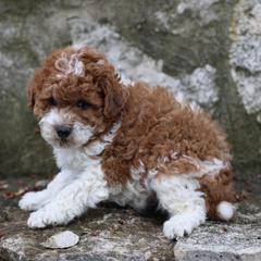 Butterscotch Boy - Red male Whoodle puppy in West Bend, Iowa from Blue Skies Terriers