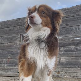 Toy Australian Shepherds from Tracy Gridley's Toy Australian Shepherds