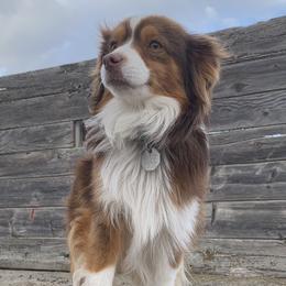 Toy Australian Shepherds from Tracy Gridley's Toy Australian Shepherds
