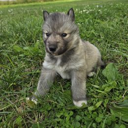Girl 3 - Gray and white female Siberian Husky puppy in Bingham, Illinois from Siberian Instincts Kennel