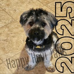 Bear - Havanese