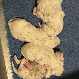 Dalmatian Puppies from Hapi-Dal Dalmatians