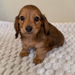 Shaded red longhair - Red female Dachshund puppy in Defuniak Springs, Florida from Anastasia Knight's Cocker Spaniels