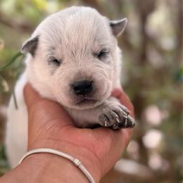 Neo - Red speckled male Australian Cattle Dog puppy in Sahuarita, Arizona from A2 Australian Cattle Dogs