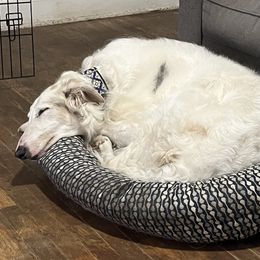 Ragnar - Borzoi