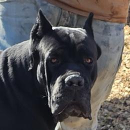 Hulk - Cane Corso