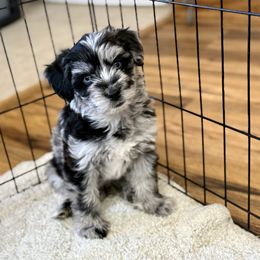 Quiksilver - male Aussiedoodle puppy in Chino Valley, Arizona from BlueZion Aussies