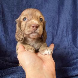 Brindle Boy - Brindle male Dachshund puppy in Oklahoma City, Oklahoma from Jess’s Dachshunds