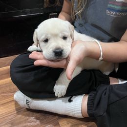 Dark Green Boy 3 - Yellow male Labrador Retriever puppy in Harpers Ferry, Iowa from Jones Family Labs