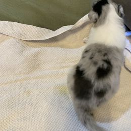 Collie Puppies from ColliesOklahoma