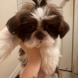 Shih Tzu Puppies from Wood Foo Breeders