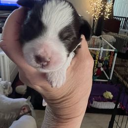 Girl 2 - Miniature Schnauzer puppy in Contra Costa County, California from Shawn’s Toy Schnauzers’s