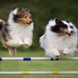 Shetland Sheepdogs from Leigh Hi Shelties