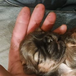 Shih Tzu Puppies from Peterson Shih Tzus