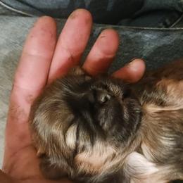 Shih Tzu Puppies from Peterson Shih Tzus