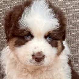 Girl 2 - Red tri-color Australian Shepherd puppy in Mountain Home, Arkansas from Flyin’ J5 Farms