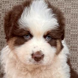 Girl 2 - Red tri-color Australian Shepherd puppy in Mountain Home, Arkansas from Flyin’ J5 Farms