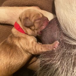 Labrador Retriever Puppies from Hill’s Labrador Retrievers