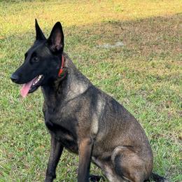 Hela - Belgian Malinois