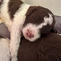 Nico - White male Lagotto Romagnolo puppy in Chehalis, Washington from Scarlet Oak Lagotti