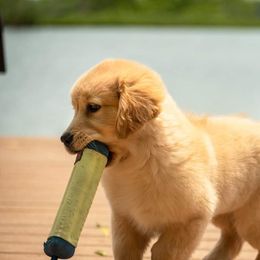 Golden Retriever Puppies from Sheaman Farm