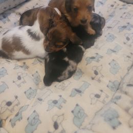 Dachshund Puppies from It's Mini Wieners Baby
